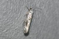 Yponomeuta irrorella