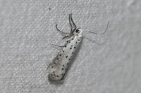 Yponomeuta