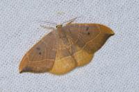 Watsonalla binaria