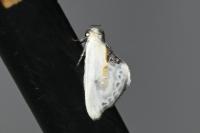 Cilix glaucata