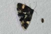Tyta luctuosa