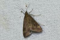 Pyrausta despicata