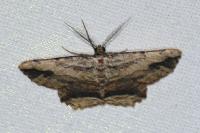 Menophra abruptaria