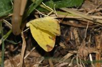 Opisthograptis luteolata