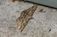 Peribatodes rhomboidaria