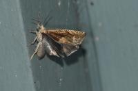 Eucosma conterminana