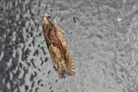 Eucosma conterminana