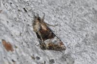 Mesoligia furuncula