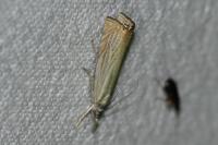 Chrysoteuchia culmella