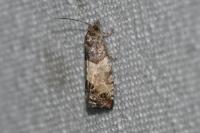 Spilonota ocellana