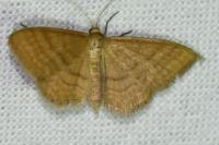 Idaea ochrata