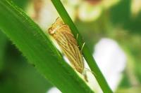 Chrysoteuchia culmella