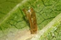 Phyllonorycter cerasicolella