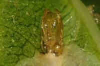 Phyllonorycter cerasicolella