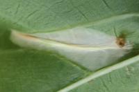 Phyllonorycter cerasicolella