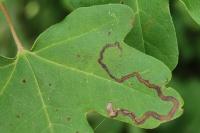 Stigmella aceris