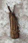 Chrysocramboides craterellus