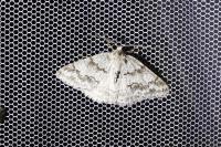 Pseudoterpna coronillaria