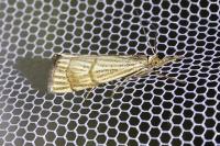 Chrysocrambus linetella