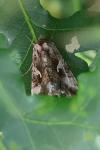 Autographa gamma
