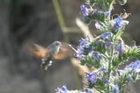 Macroglossum stellatarum