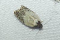 Acleris variegana