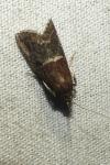 Acrobasis marmorea