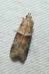Acrobasis repandana