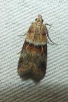 Acrobasis repandana