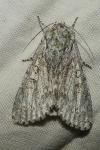 Acronicta aceris