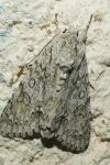 Acronicta aceris