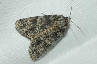 Acronicta rumicis