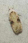 Agonopterix alstroemeriana