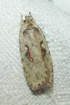 Agonopterix ocellana