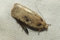 Agonopterix yeatiana