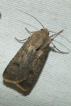 Agrotis segetum