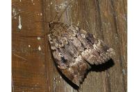 Amphipyra berbera