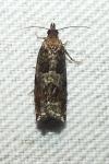 Ancylis achatana