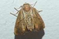 Apoda limacodes