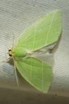 Bena bicolorana