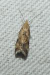 Brachmia blandella
