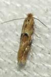 Bucculatrix ulmella