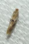 Bucculatrix ulmella