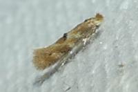 Bucculatrix ulmella
