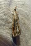 Catoptria verellus