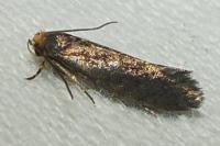 Cephimallota crassiflavella