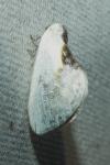 Cilix glaucata/hispanica