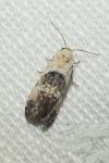 Cochylis posterana