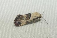 Cochylis posterana