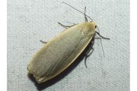 Collita griseola